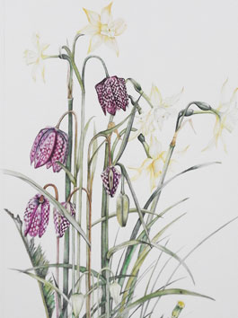 Elisabeth Bramwell, Narcissus