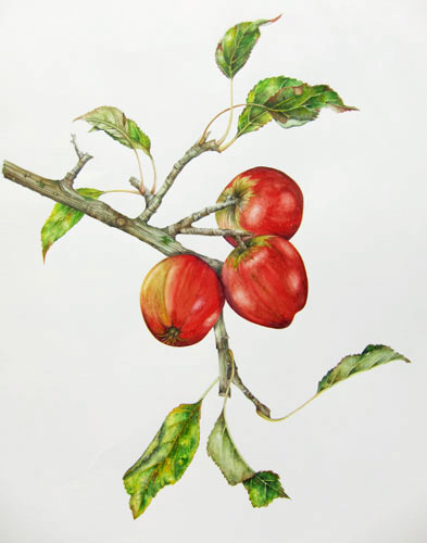 Elisabeth Bramwell, Apples