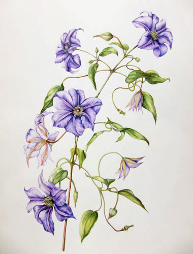 Elisabeth Bramwell, Bindweed