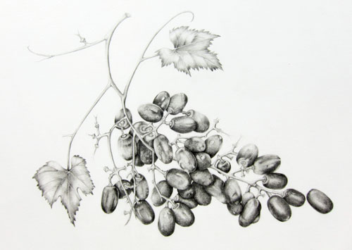 Elisabeth Bramwell, Grapes