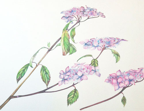 Elisabeth Bramwell, Hydrangeas