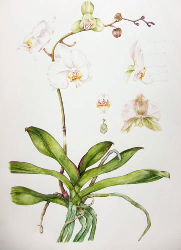 Elisabeth Bramwell, Orchid