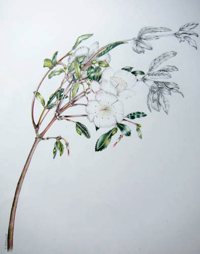 Elisabeth Bramwell, White Flower 