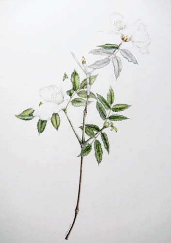 Elisabeth Bramwell, White Flower